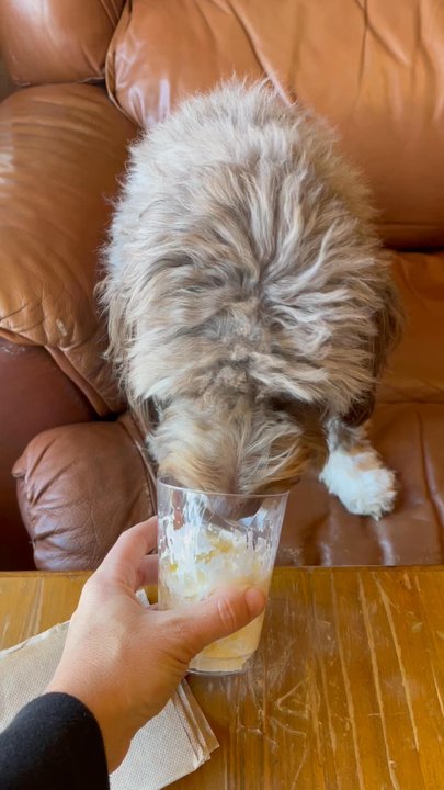 C Square Cafe - Winnie enjoying her whipped cream pup cup! - Coffee & Tea Near Me - Carrollton, Texas
