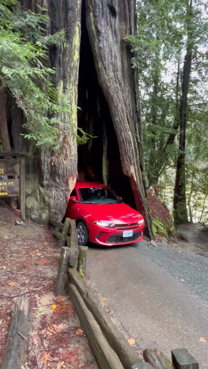 Shrine Drive Thru Tree - Driving slowly through. Luckily no one else was there at the time - Landmarks & Historical Buildings Near Me - Meyers Flat, California