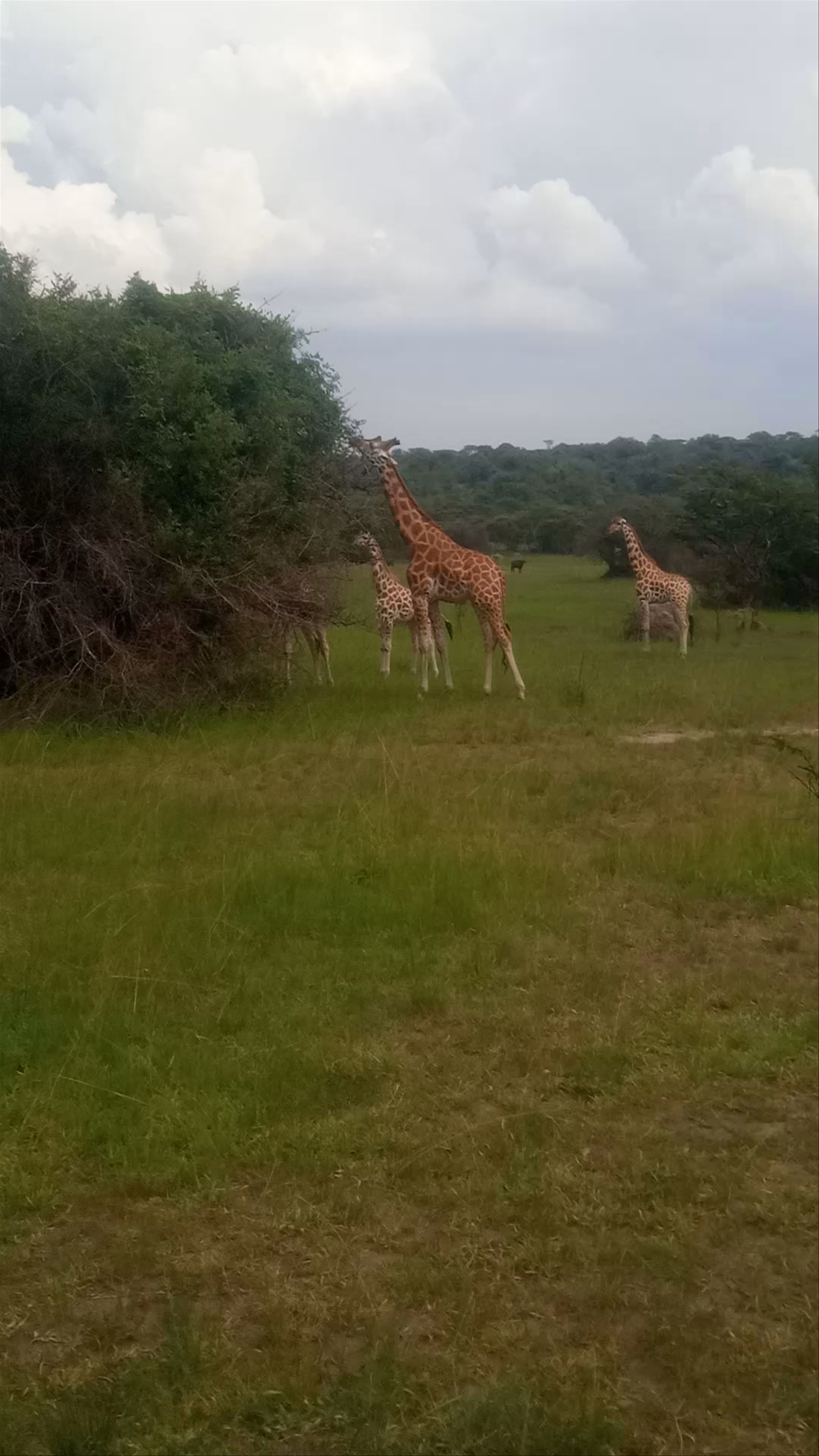 Giraffes At Lake Mburo National Park