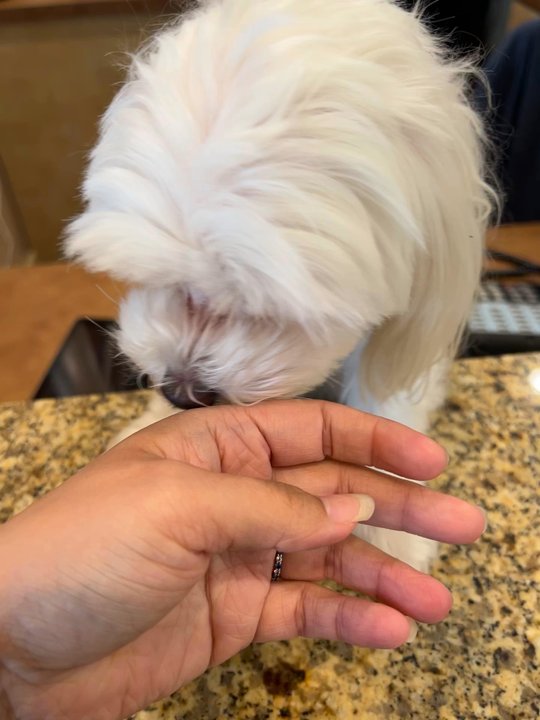 Bowcutt Dental - Front receipt is extra fluffy and helpful for reward pets :) - General Dentistry Near Me - Cedar Park, Texas