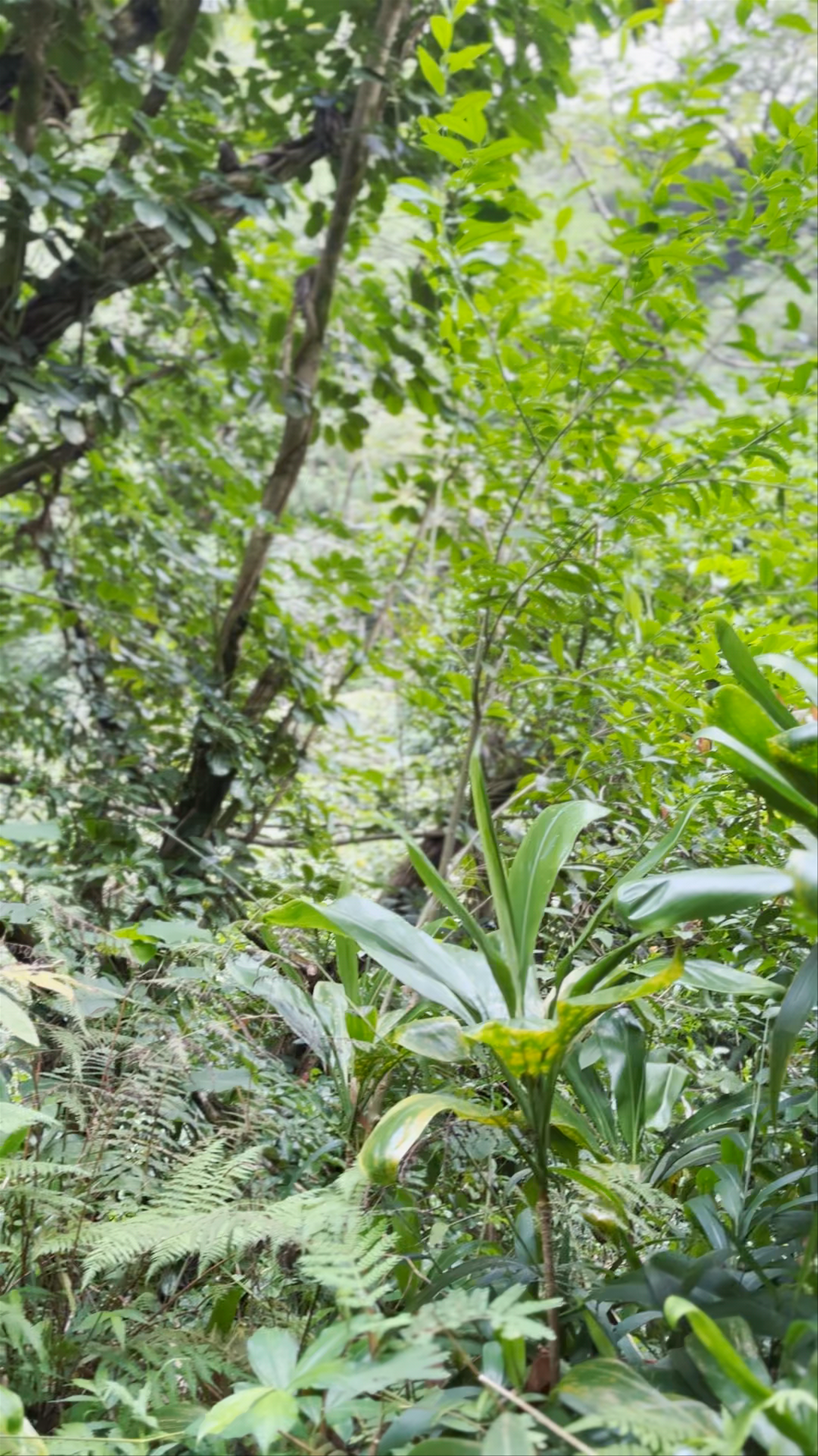 Manoa Falls: Lush Tropical Waterfall Adventure in Honolulu