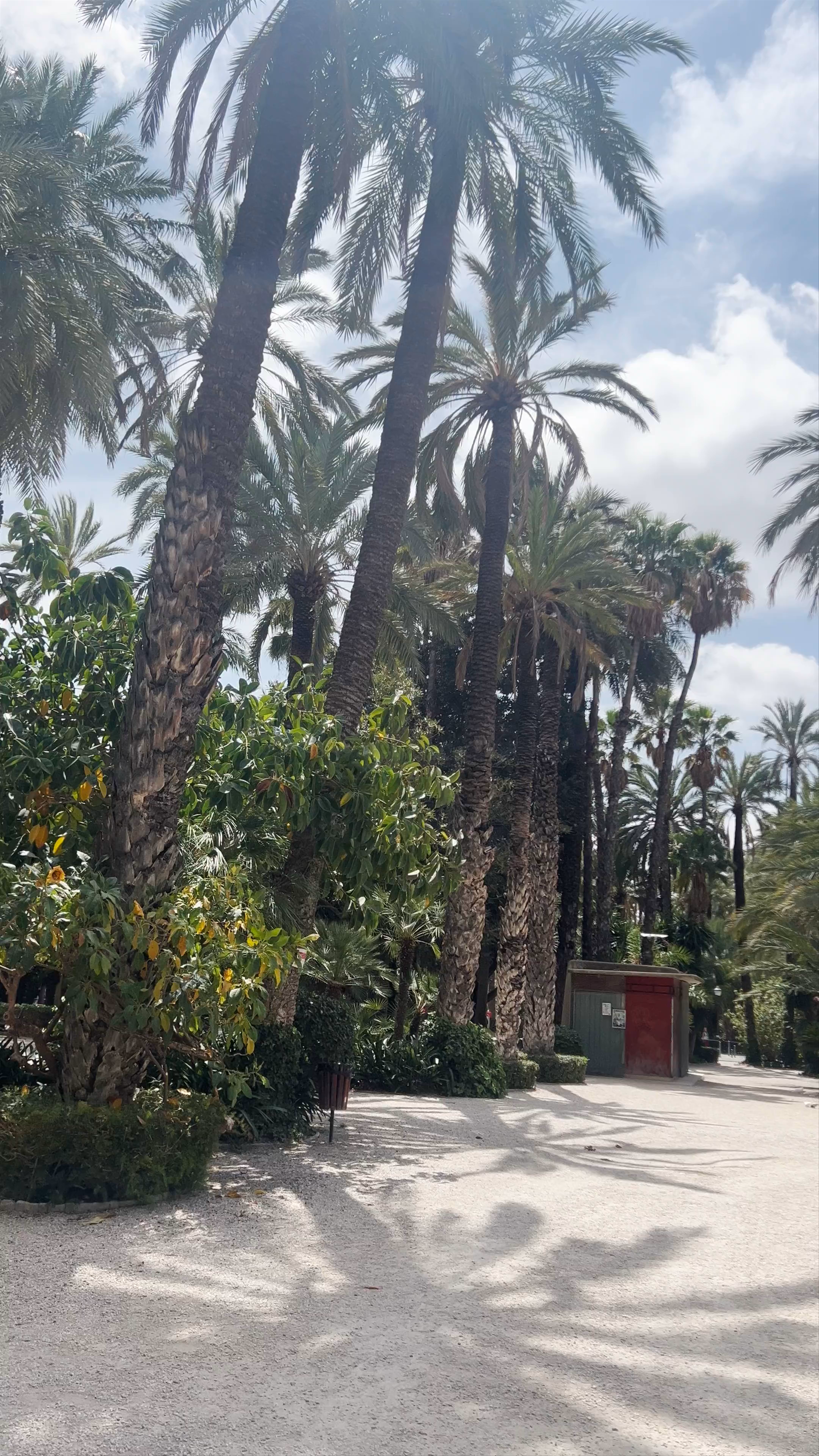 Torre de las Palomas Surrounded by Palm Trees in Elche
