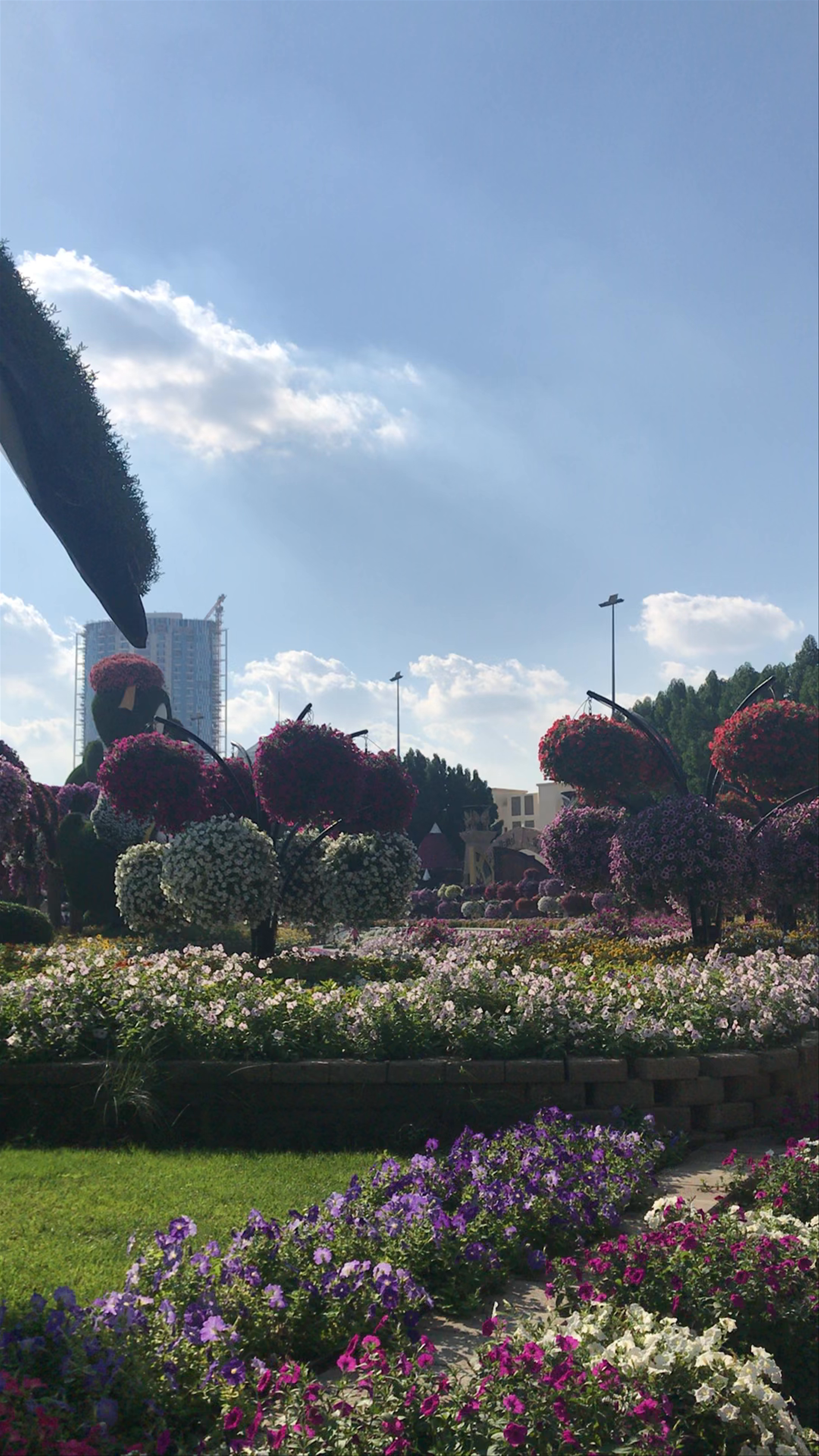 Miracle Garden Dubai: A Floral Wonderland in the Heart of the Desert