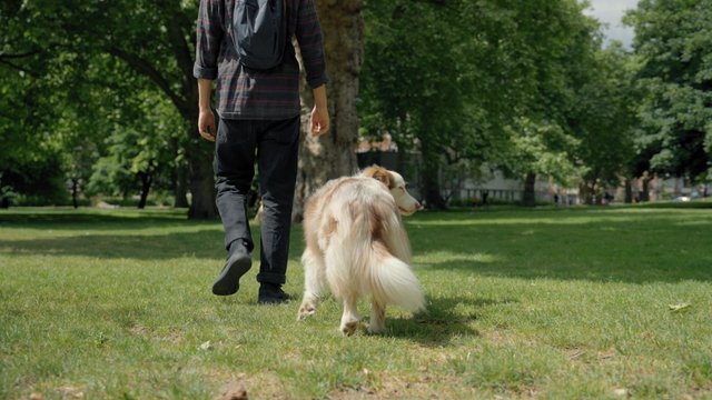 A man walks with an Australian shepherd in the park