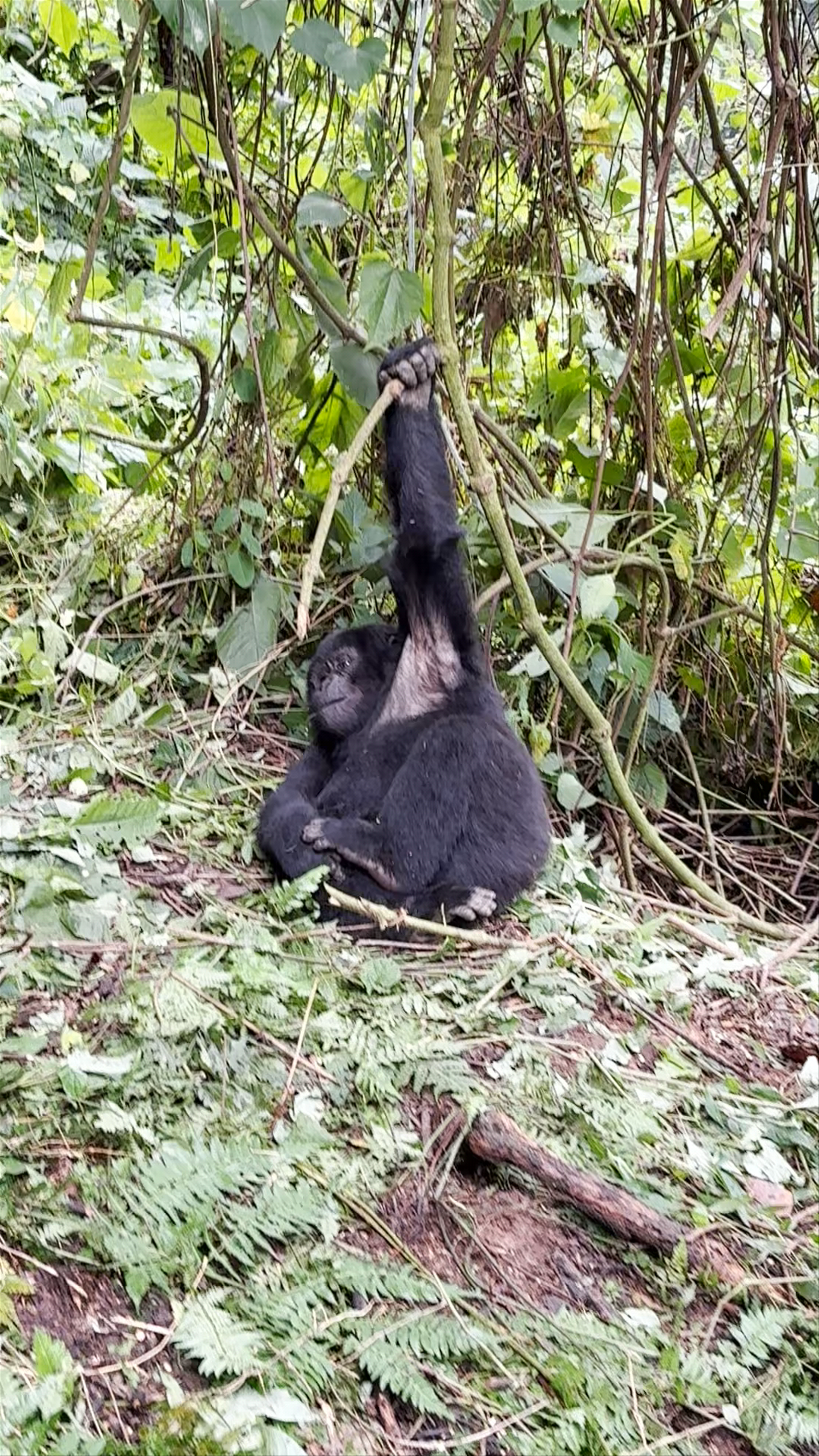Ruhija Gorilla Trekking Camp - Trekking Gorillas