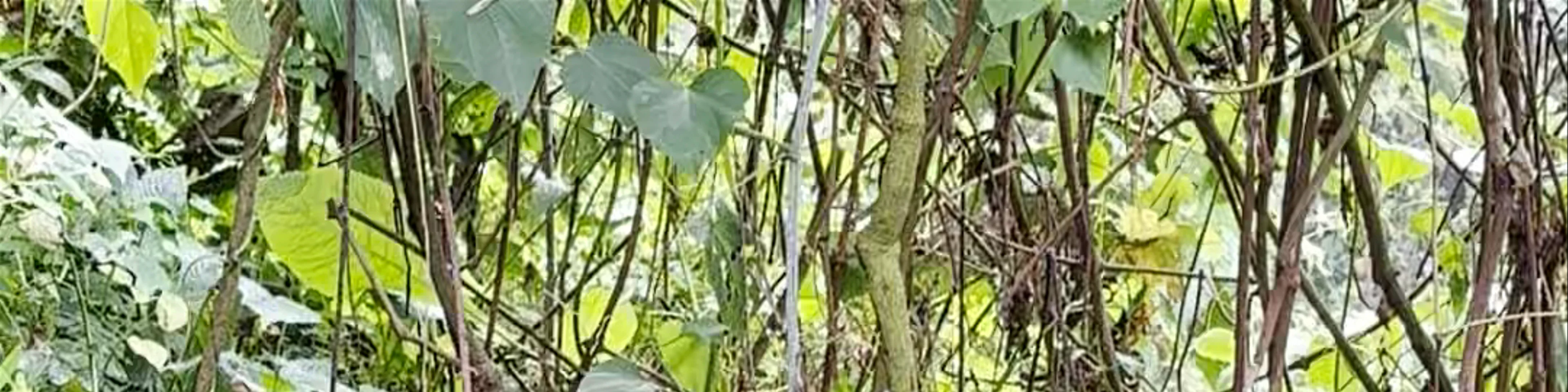 Ruhija Gorilla Trekking Camp - Trekking Gorillas