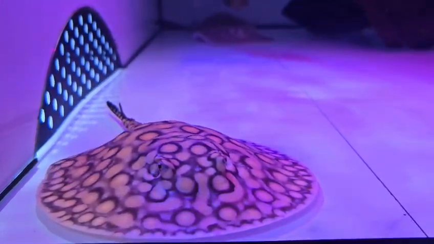 Motoro × Black diamond stingray