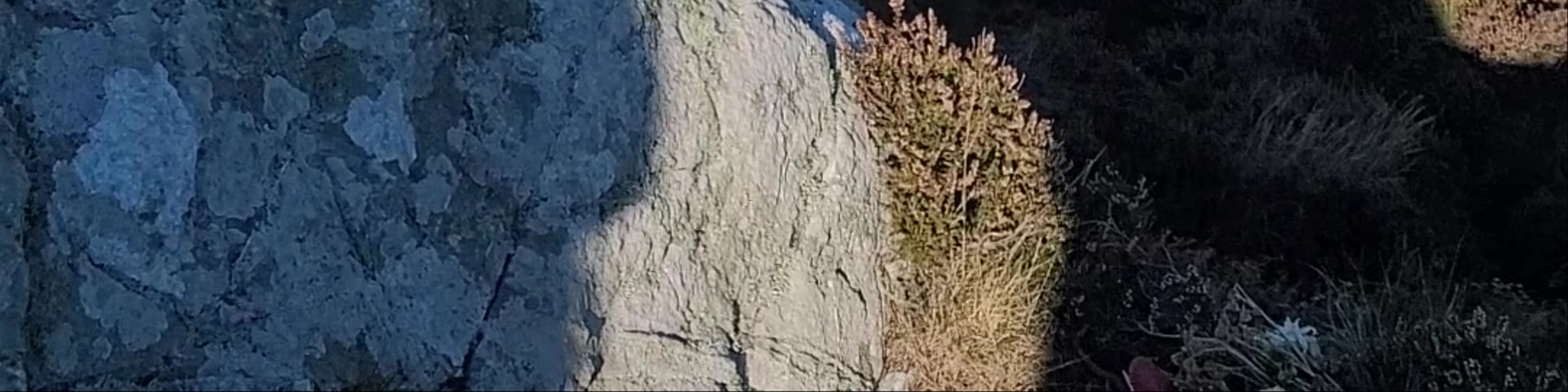 Howth Cliff Walk (Green Route)