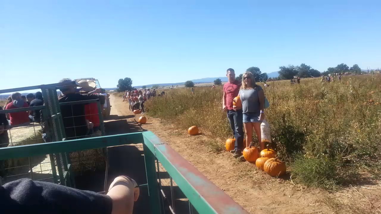 McCall Pumpkin Patch - The pumpkin patch - Pumpkin Patches Near Me - Moriarty, New Mexico