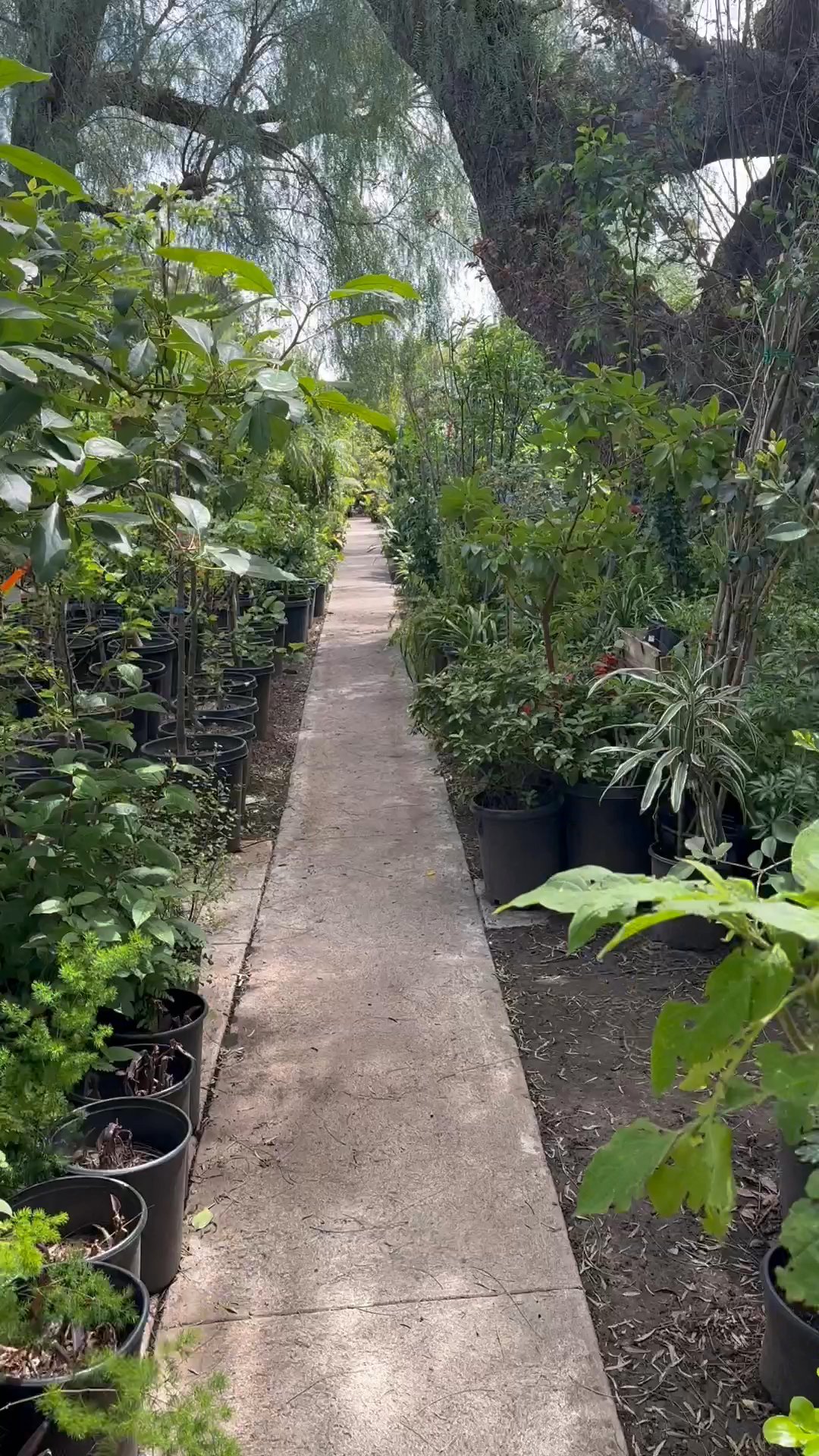 TOPANGA NURSERY - Updated August 2025 - 109 Photos & 62