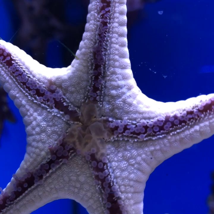 Sea Level Aquarium - Excellent place to find anything about your reef!! High five Warren - Aquarium Services Near Me - Pine Brook, New Jersey