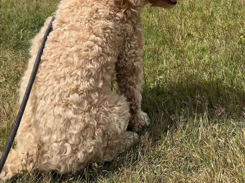 Pet Bed Video