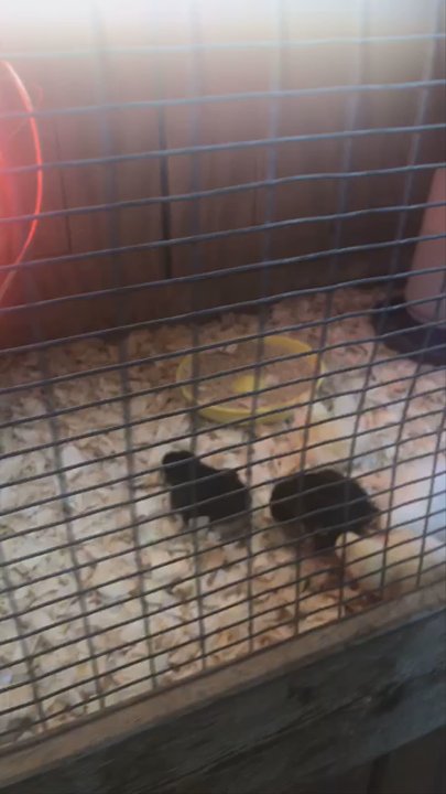 Red Barn Feed & Supply - Pet Stores Near Me - Loxahatchee, Florida