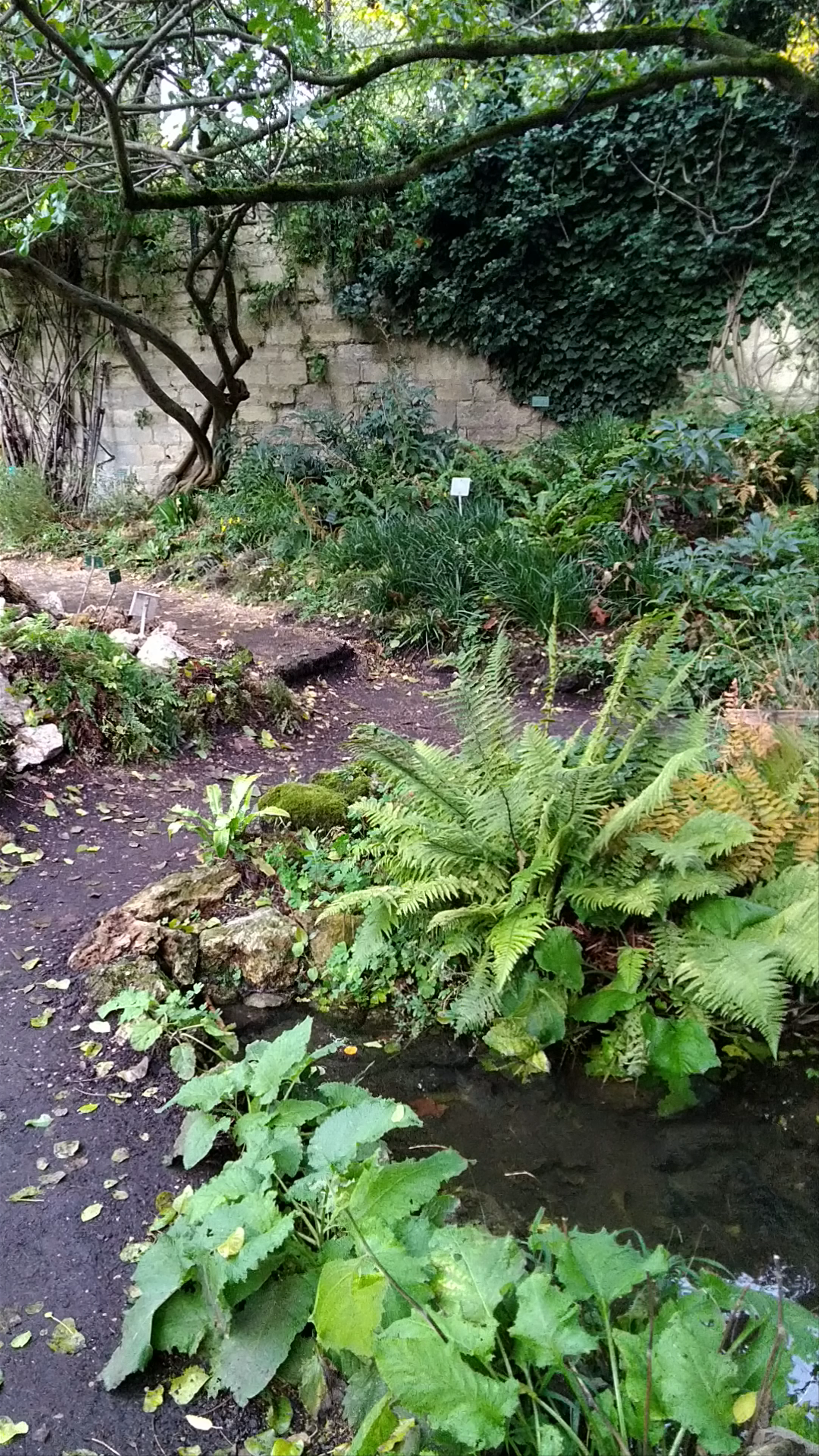 Mountain garden