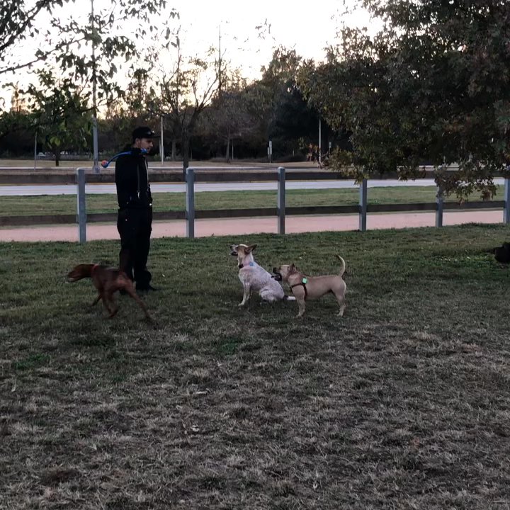 Auditorium shores leash free dog zone updated september 2025 166
