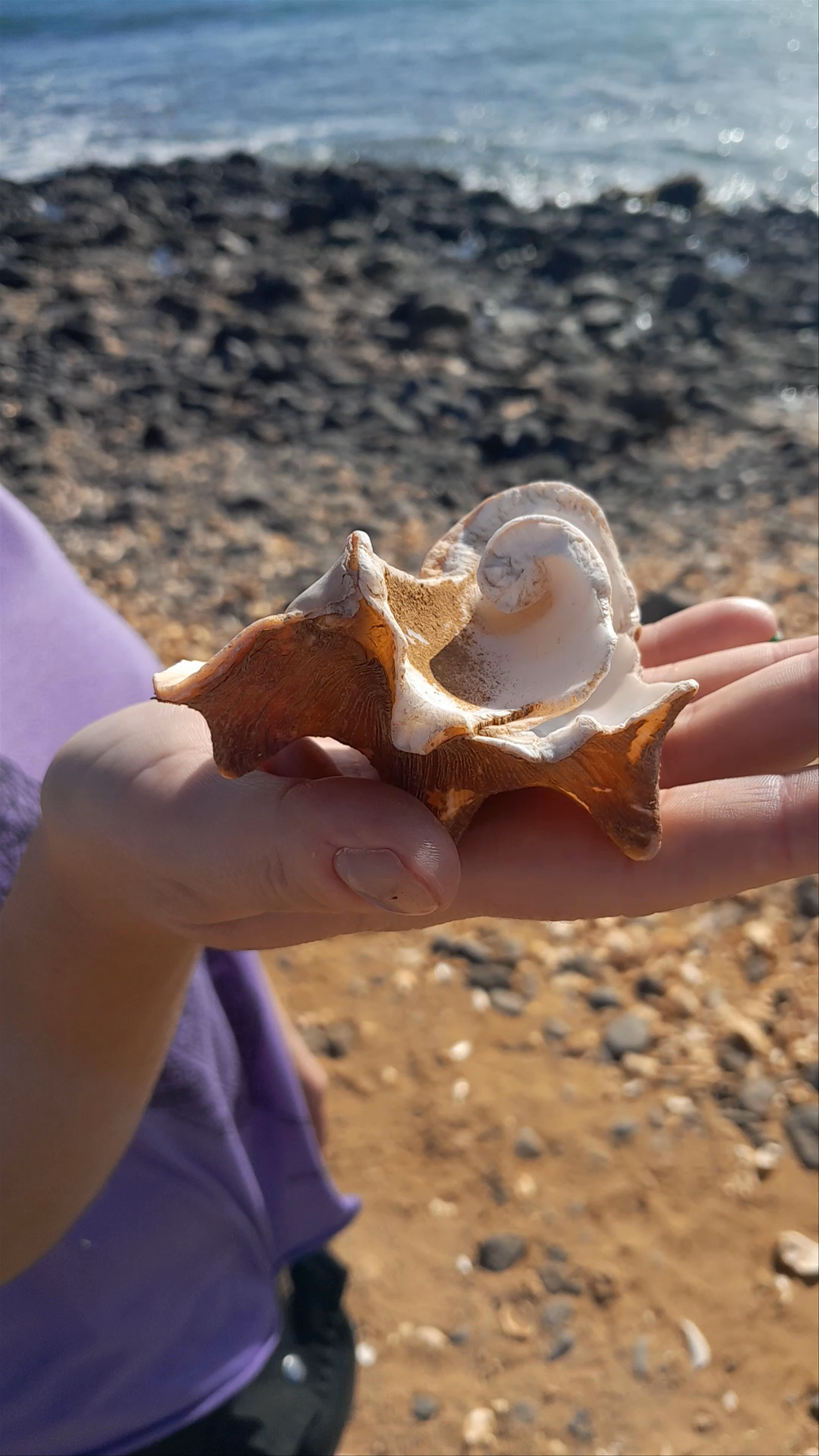 Shell Cemetery Beach: Hidden Coastal Treasure in Santa Maria, Cabo Verde