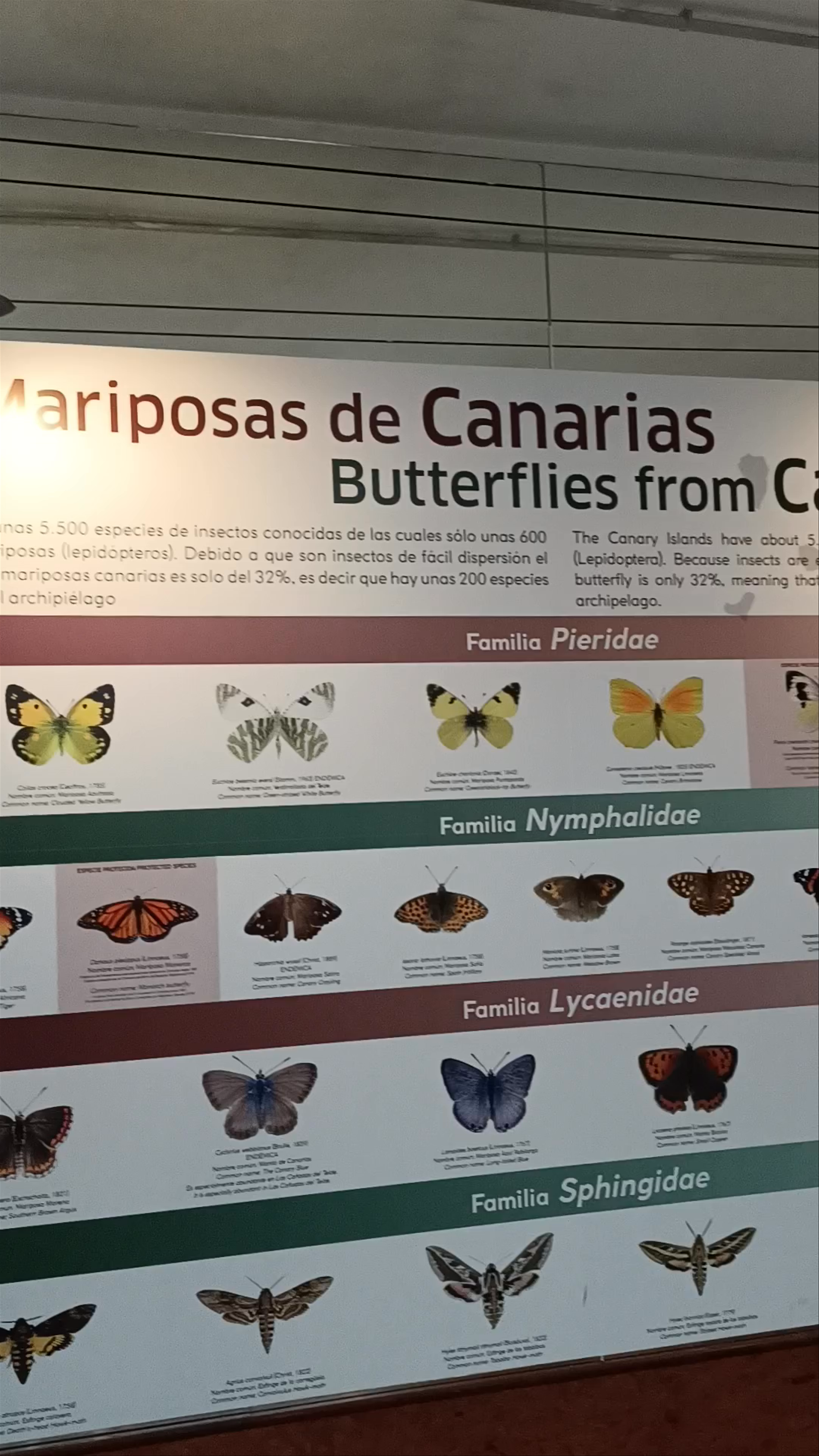Mariposario del Drago Butterfly Park: Discover Canarian Insect Wonders