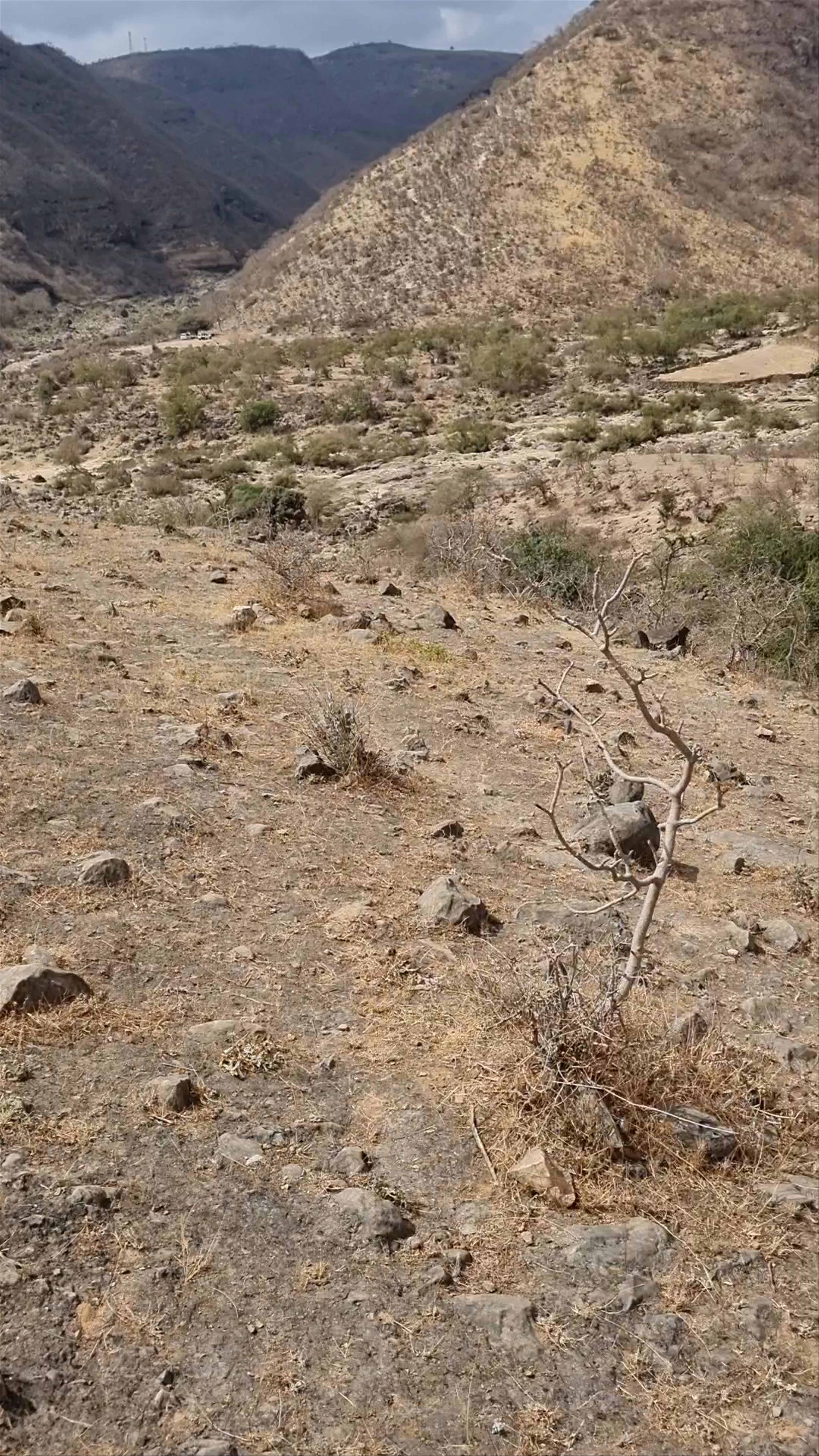 Wadi Darbat Waterfalls