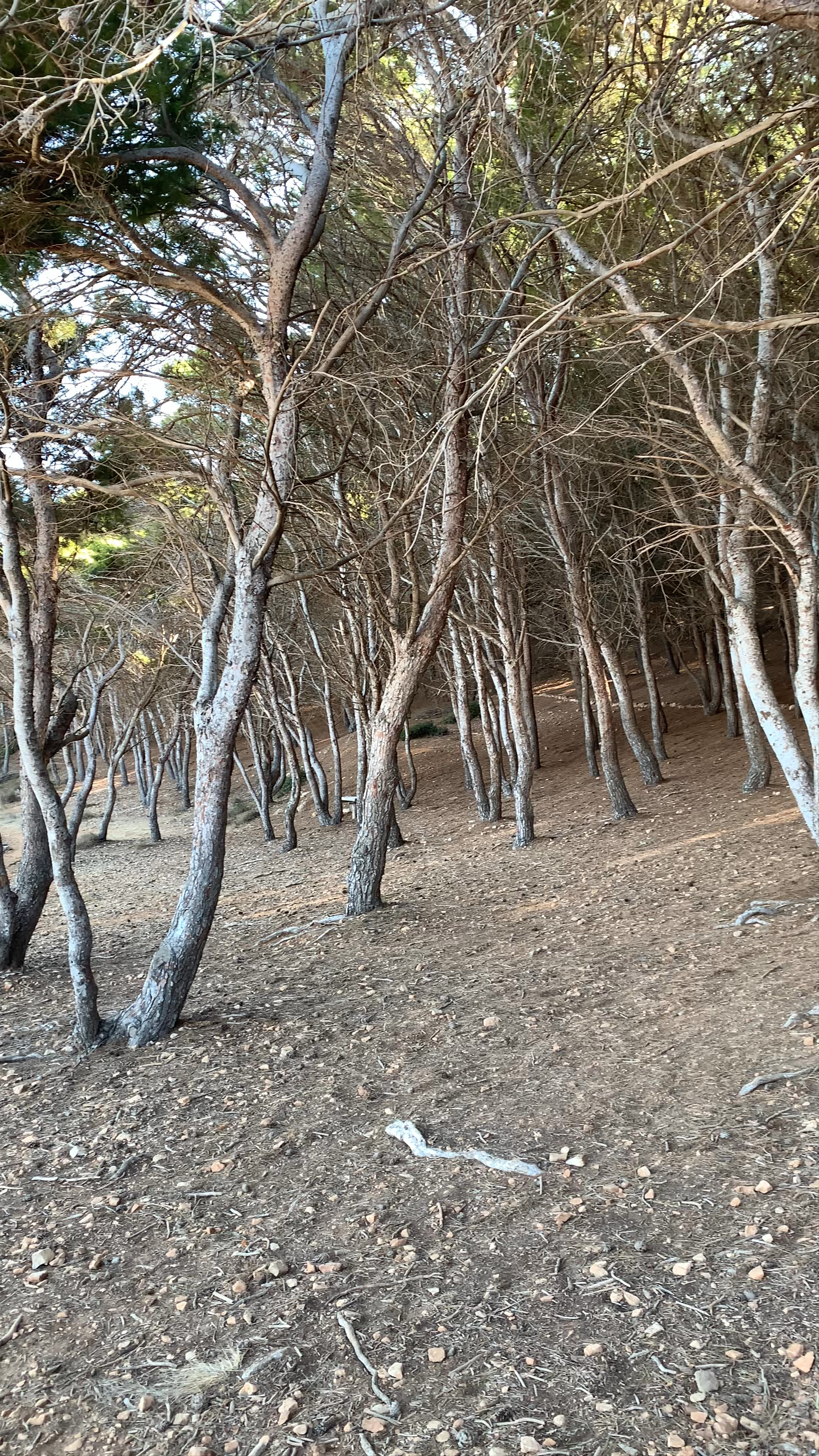 Spiaggia di Cala Minnola