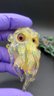 Small image 0