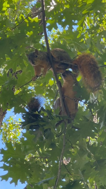 Lubben Plaza Park - Squirrels! - Parks Near Me - Dallas, Texas
