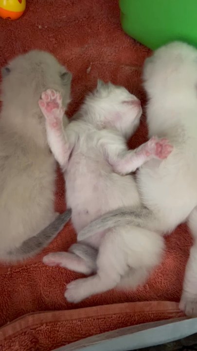 Ragdollkitty Ragdolls - Joy joy! - Pet Breeders Near Me - Carlsbad, California