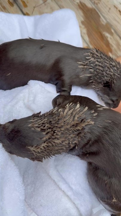 Magnolia Wilds  - Otters towel time! - Zoos Near Me - Ethel, Louisiana