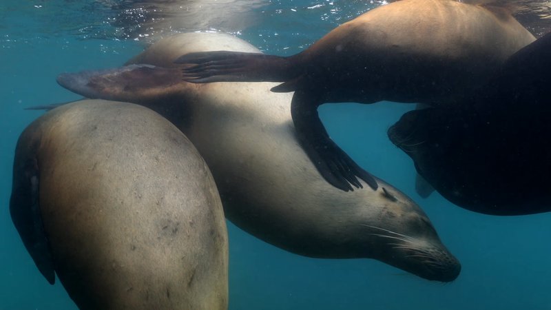 Sea Lion Colony poster