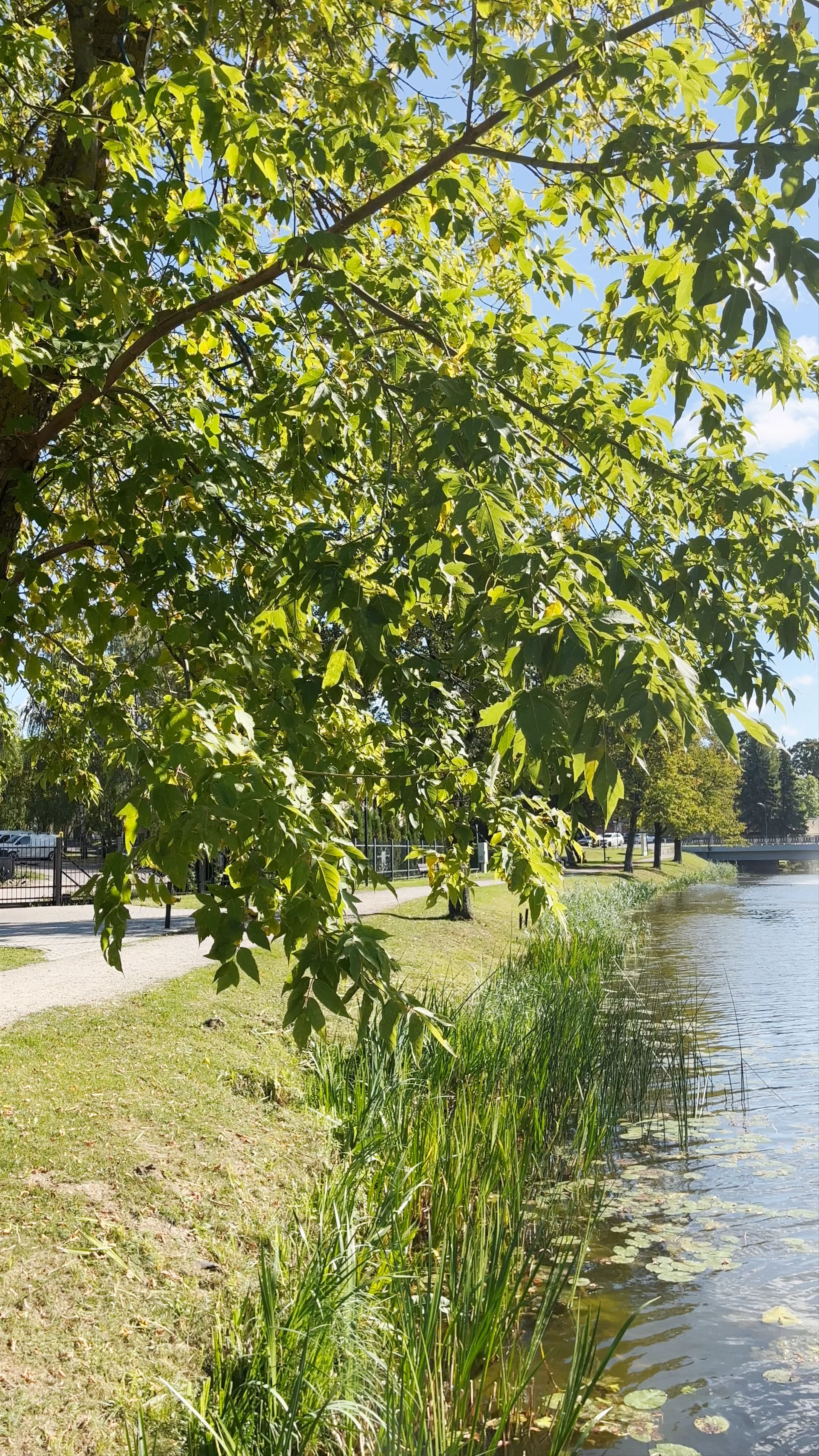 Biržų Fontanas