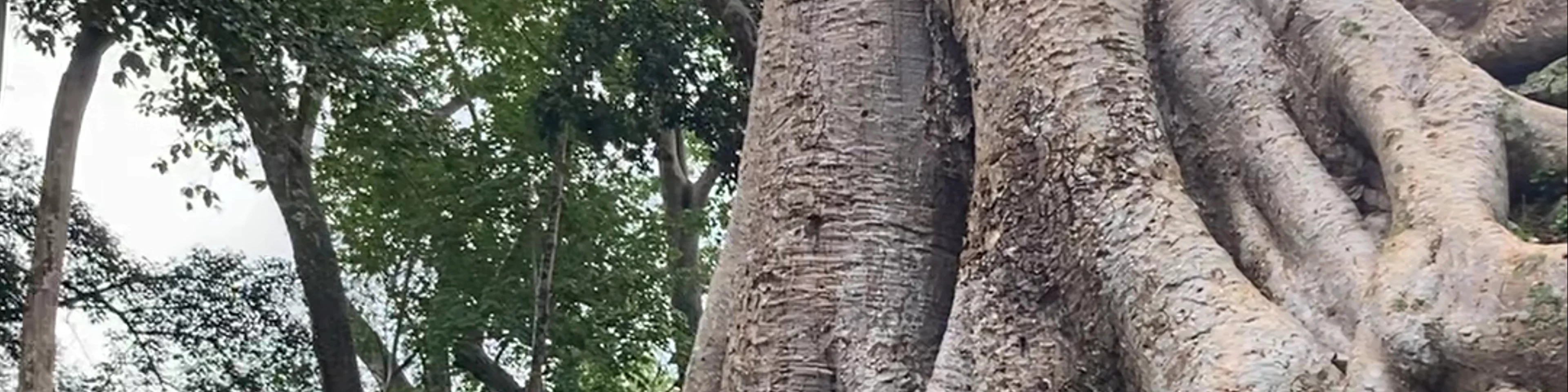 Ta Prohm Kel Temple