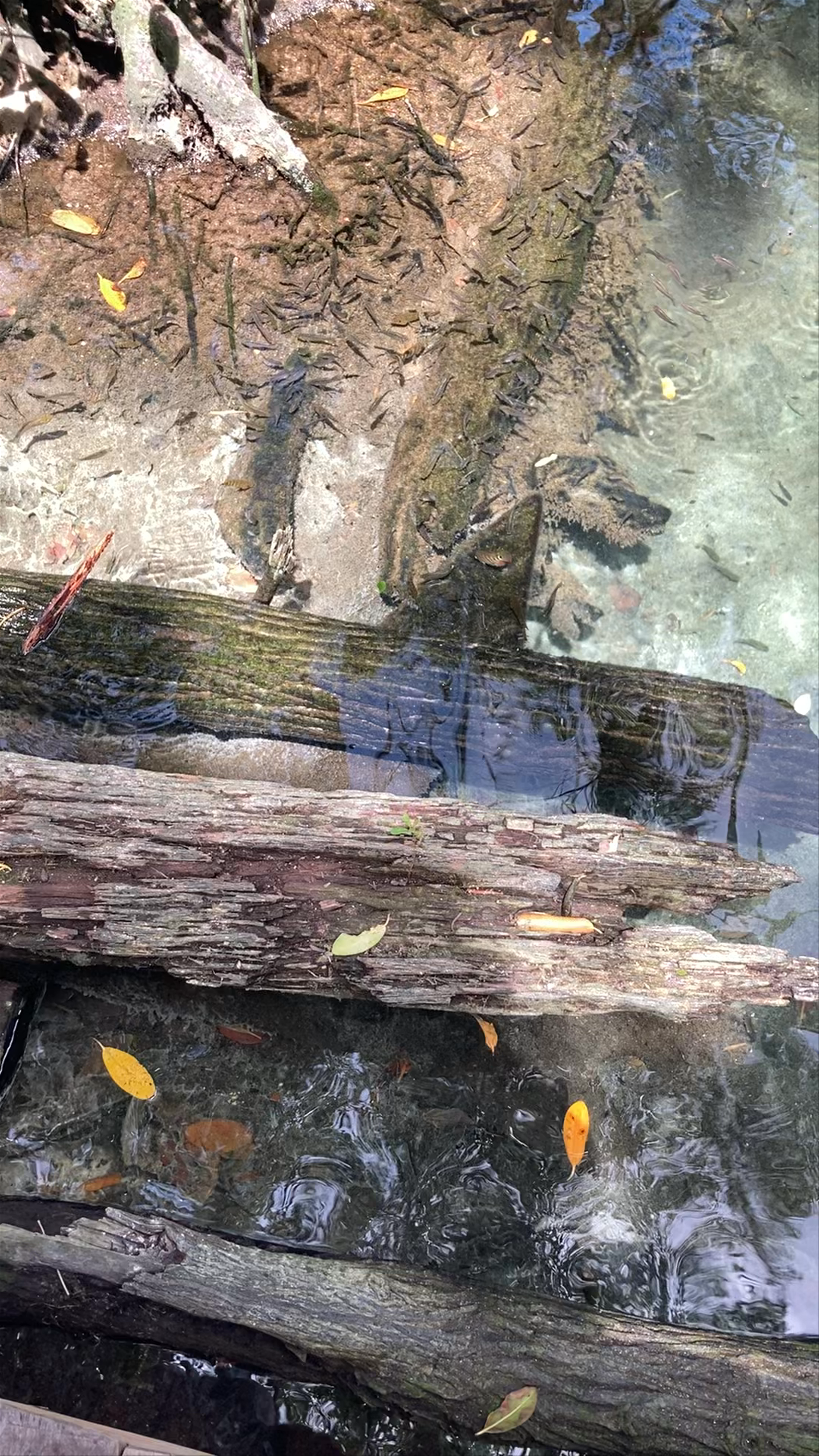 JALTUN PARQUE ECOTURISTICO