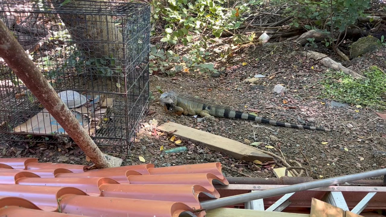 Solecito Coffee Shop - Iguana friends - Coffee & Tea Near Me - Rincón, Puerto Rico