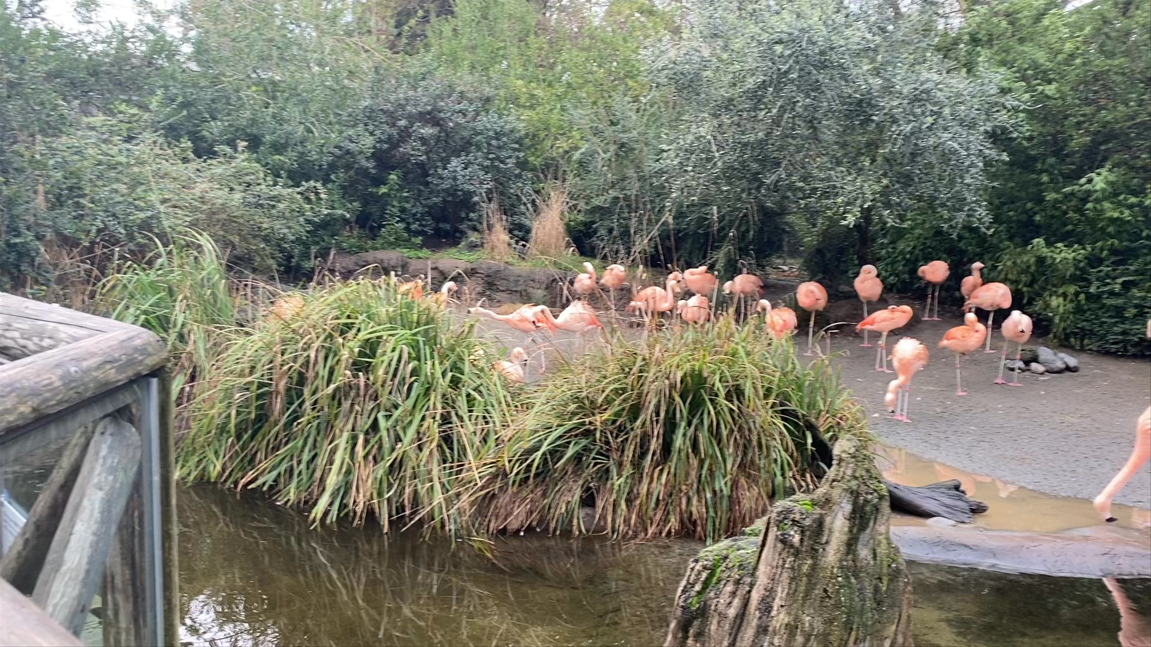 Woodland Park Zoo Flamingo Habitat Experience