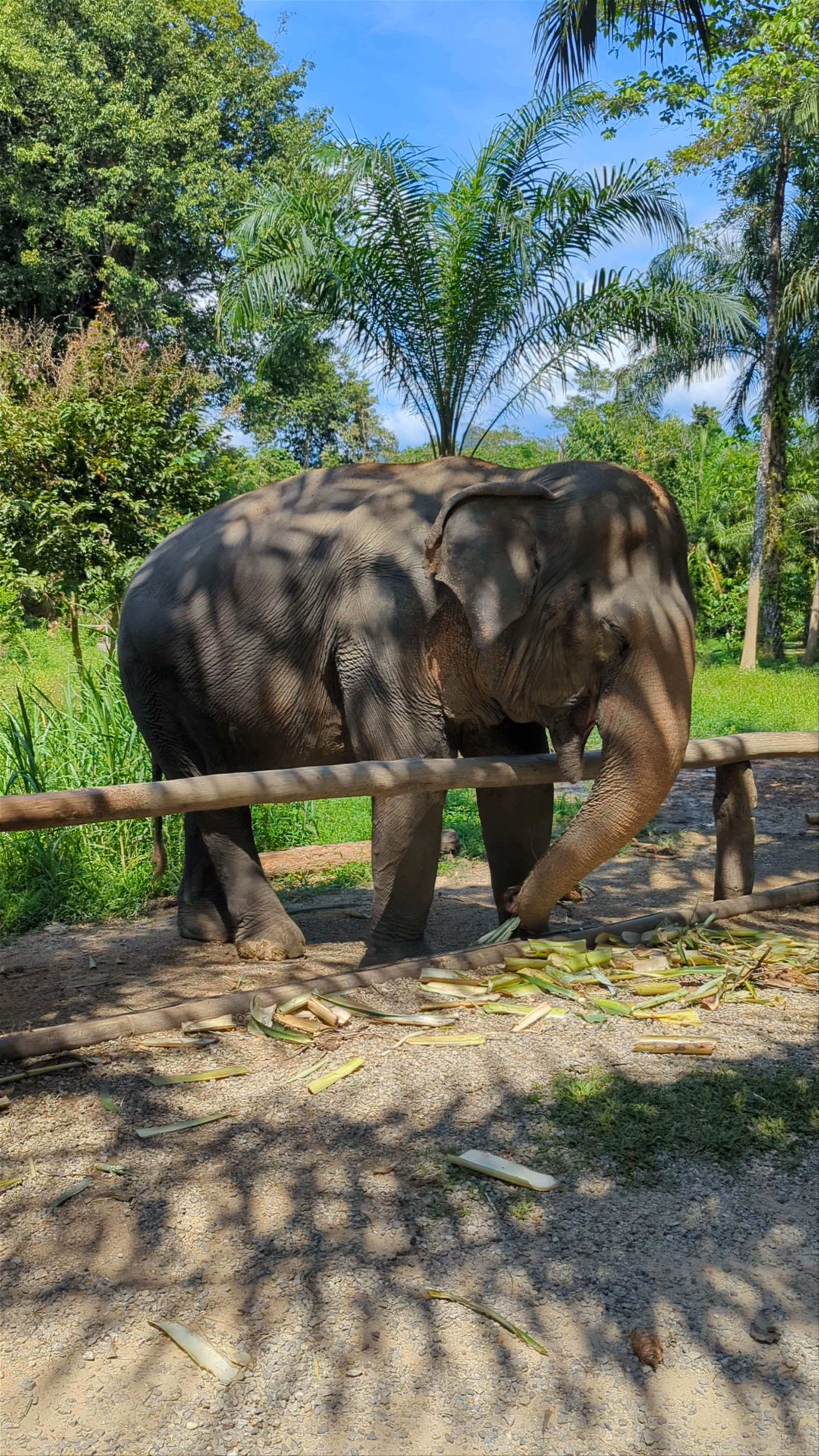 Khao Sok Elephant Sanctuary