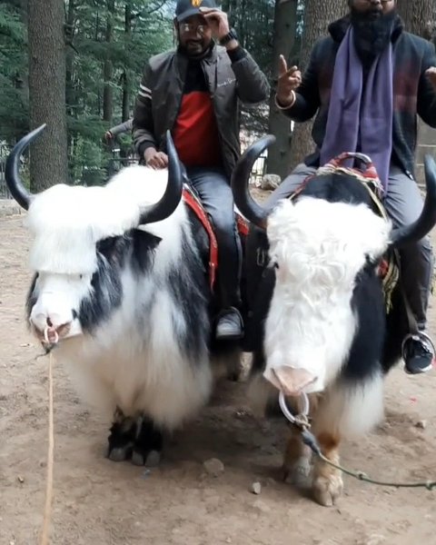 Photo of Manali hidamba devi'