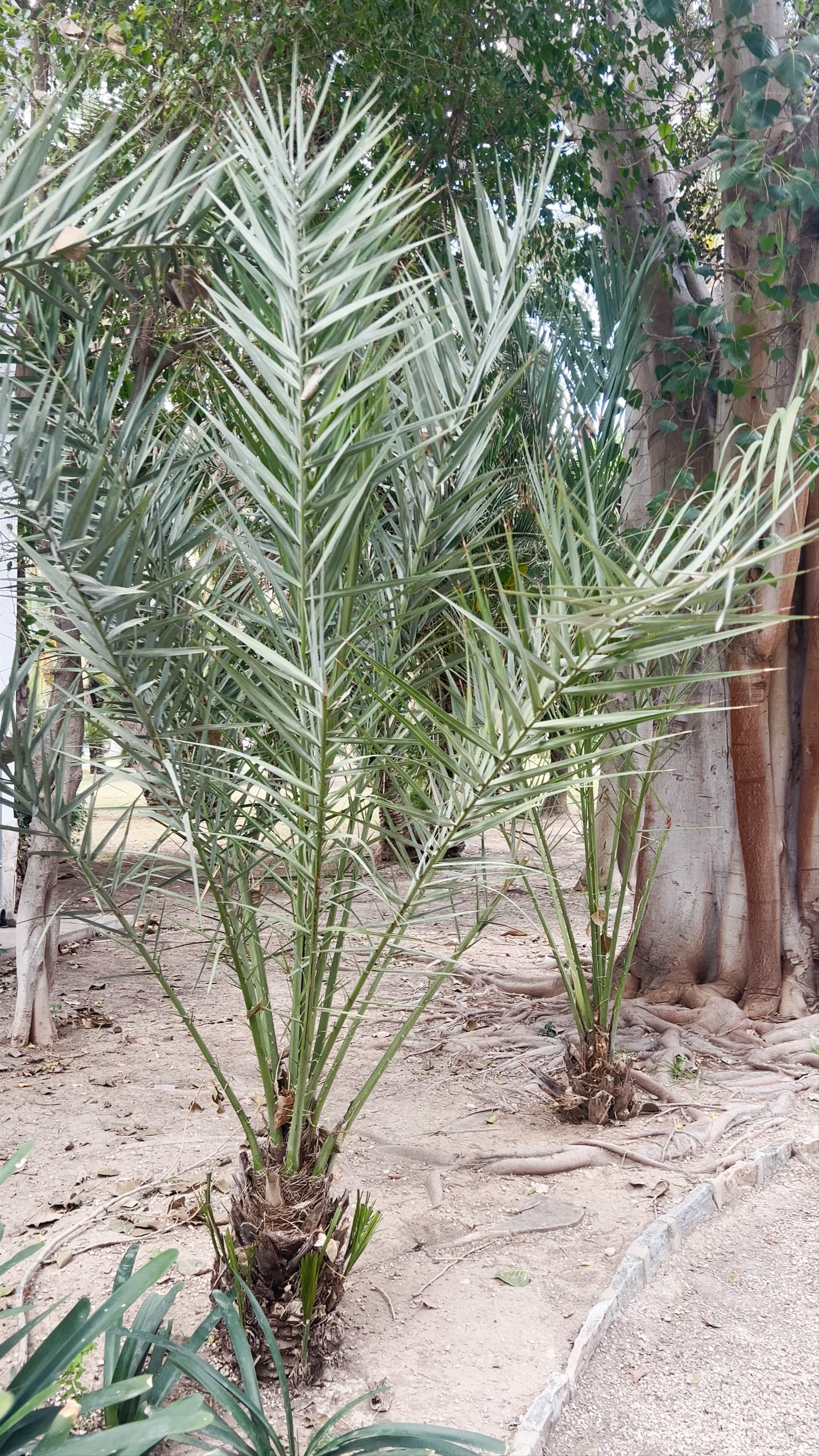 El Palmeral de Elche: A Tranquil Oasis of Palm Groves in Elche, Spain