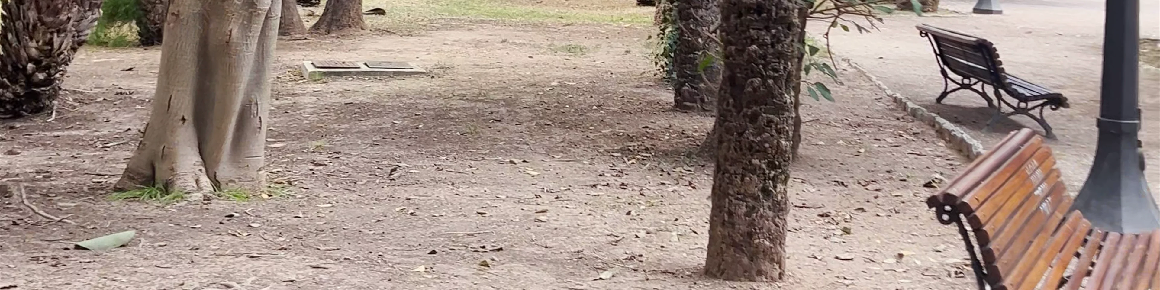 El Palmeral de Elche