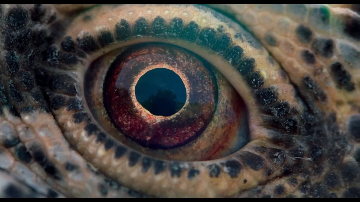 Voyage of Time | Official Trailer