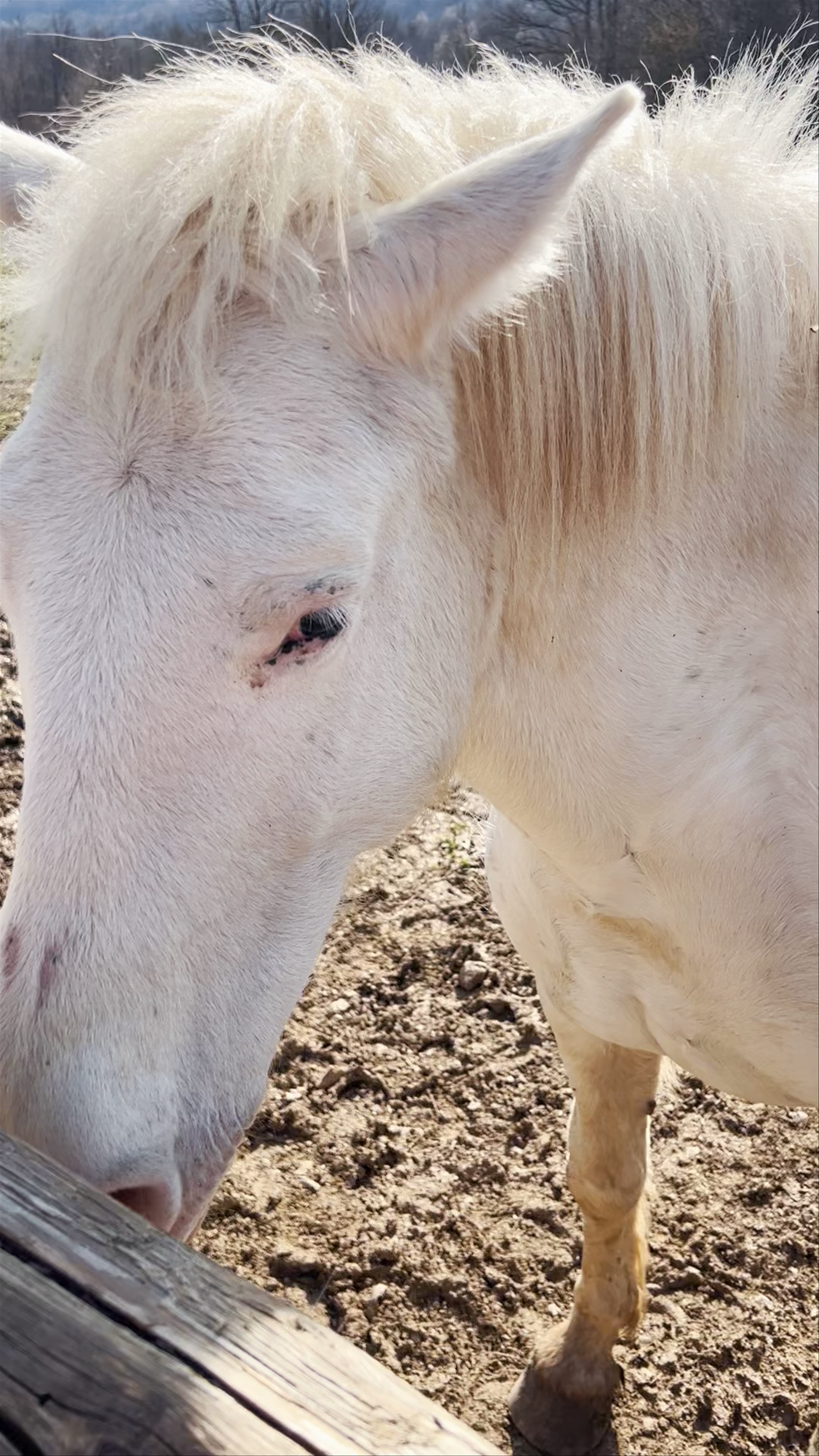 Gentle Encounters with a White Horse at Deer Valley Ranch, Drežnik Grad