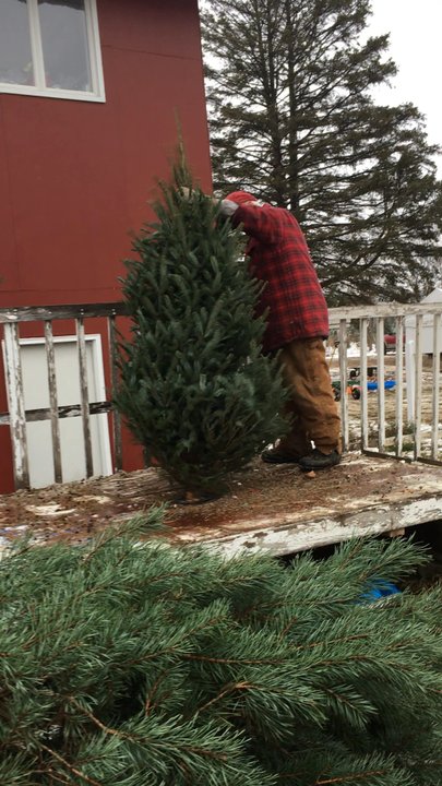Erickson Bros Tree Farm - The tree shaker - Christmas Trees Near Me - Shafer, Minnesota