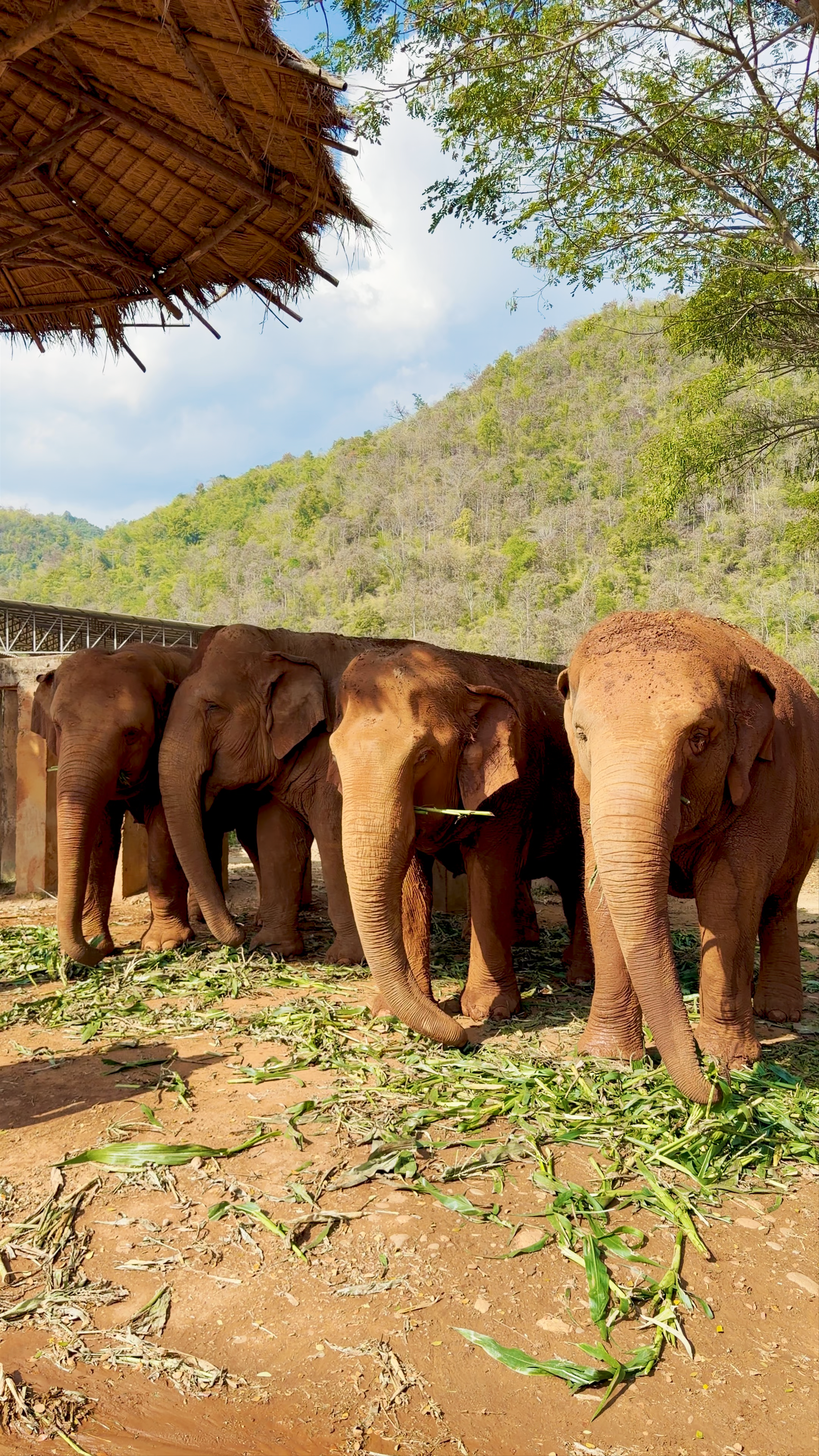 Elephant Nature Park