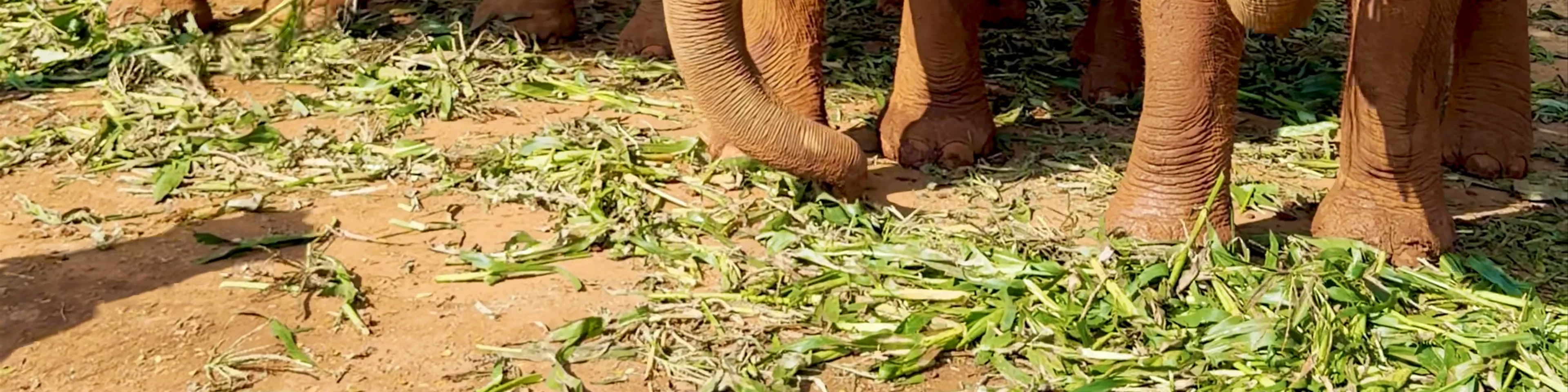 Elephant Nature Park