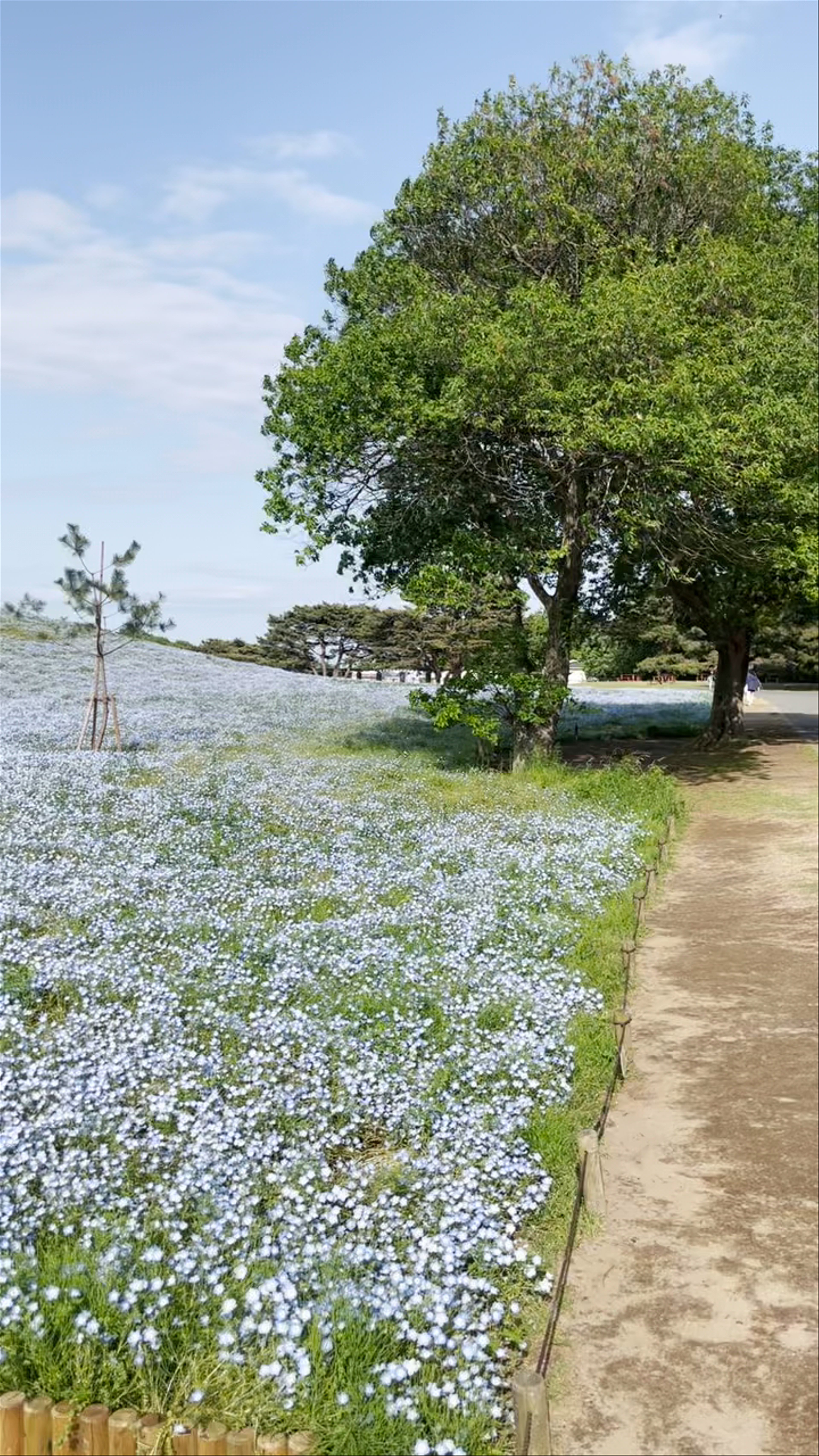 Hitachi Seaside Park