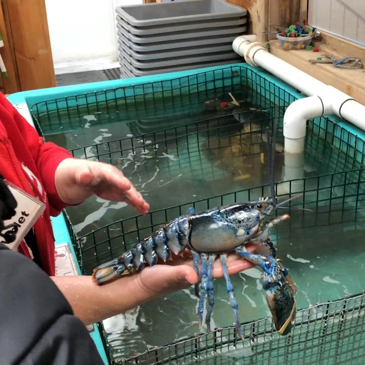 Halls Harbour Lobster Pound - Seafood Near Me - Kings, Nova Scotia