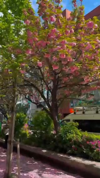 blossoms