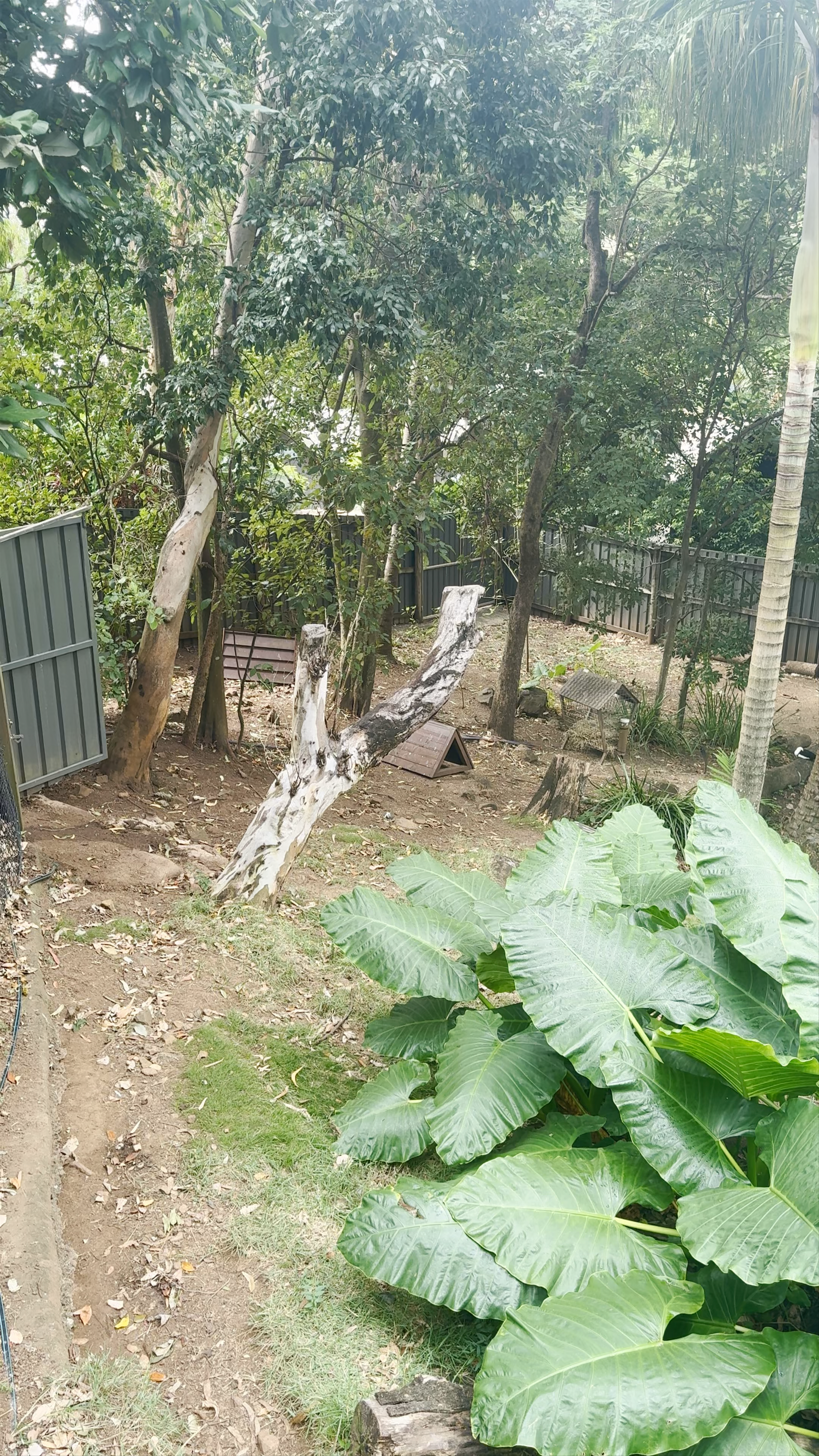 Hamilton Island Wildlife Sanctuary: Tropical Nature Close-Up