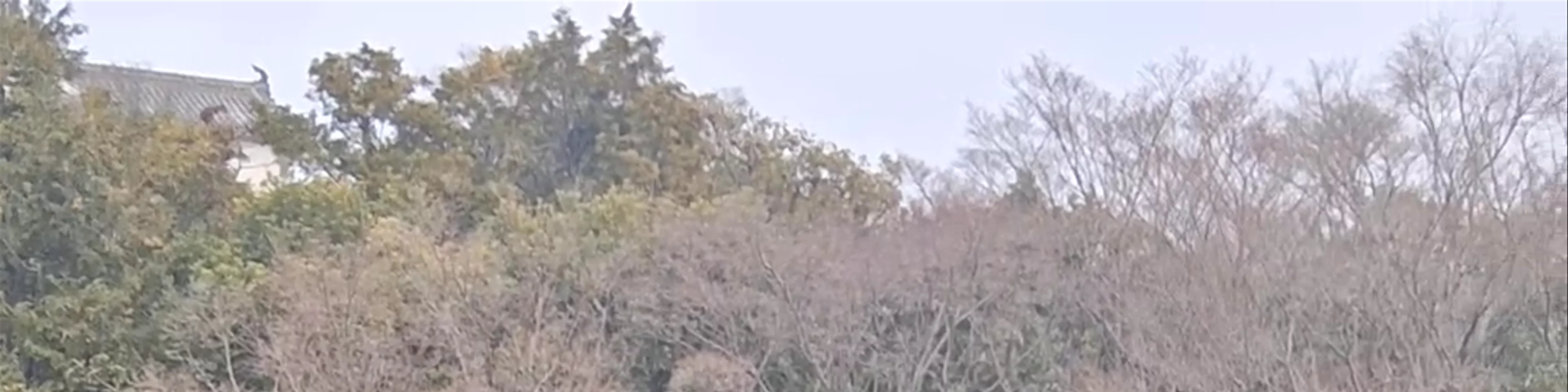 Koko-en garden