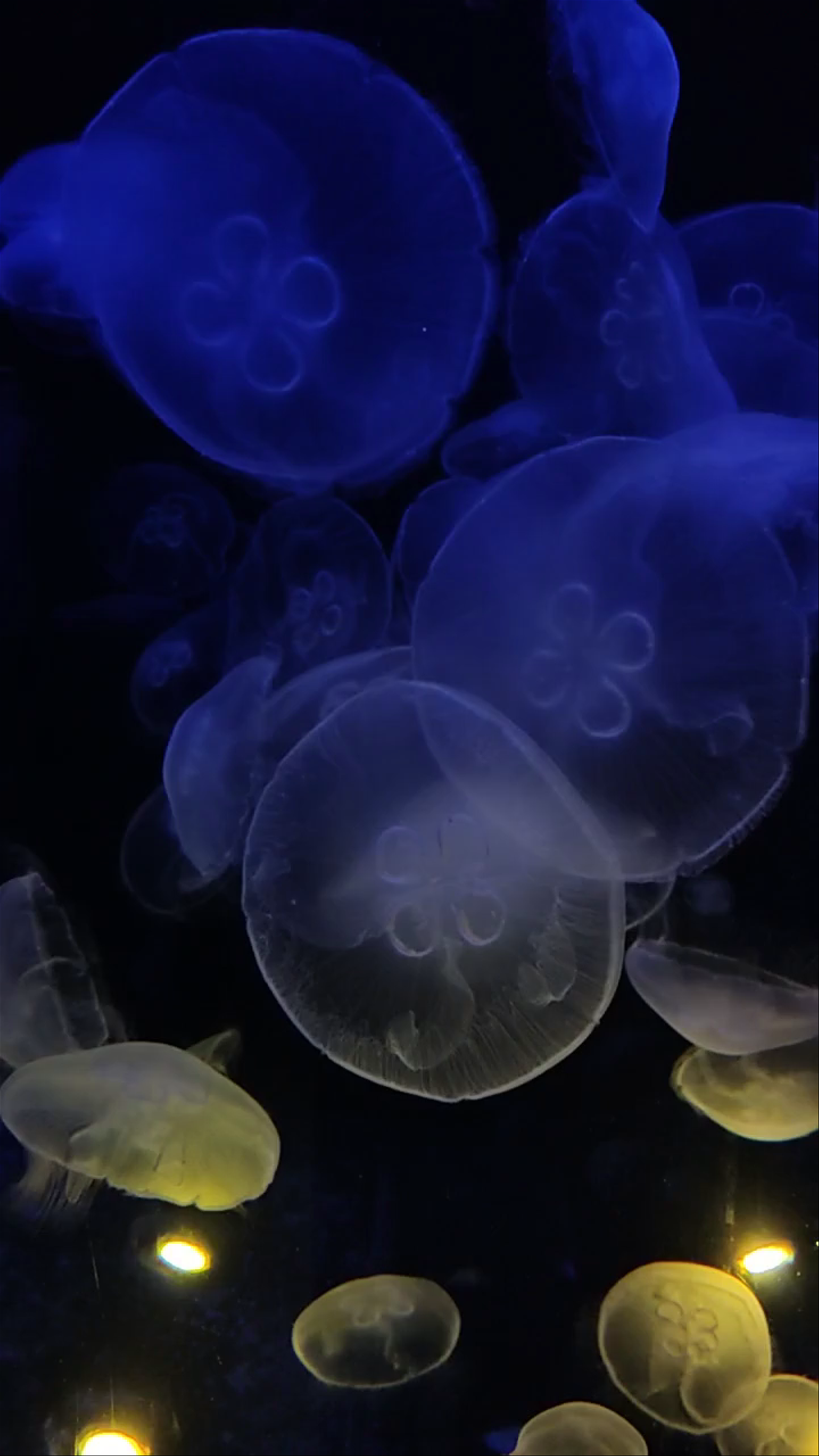 CRETAquarium Thalassokosmos