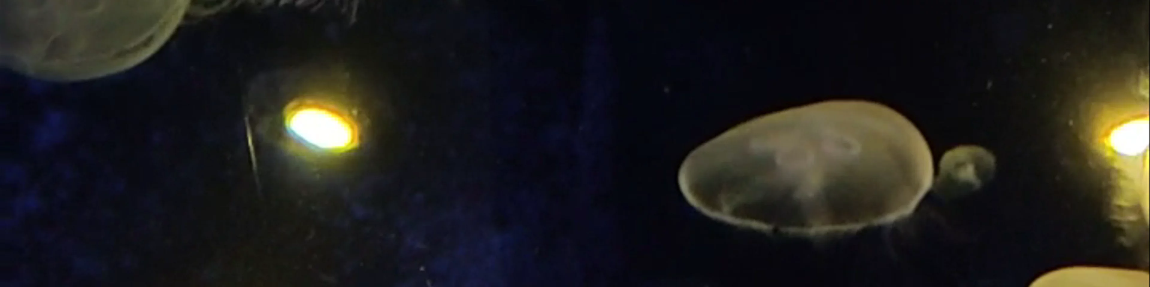 CRETAquarium Thalassokosmos