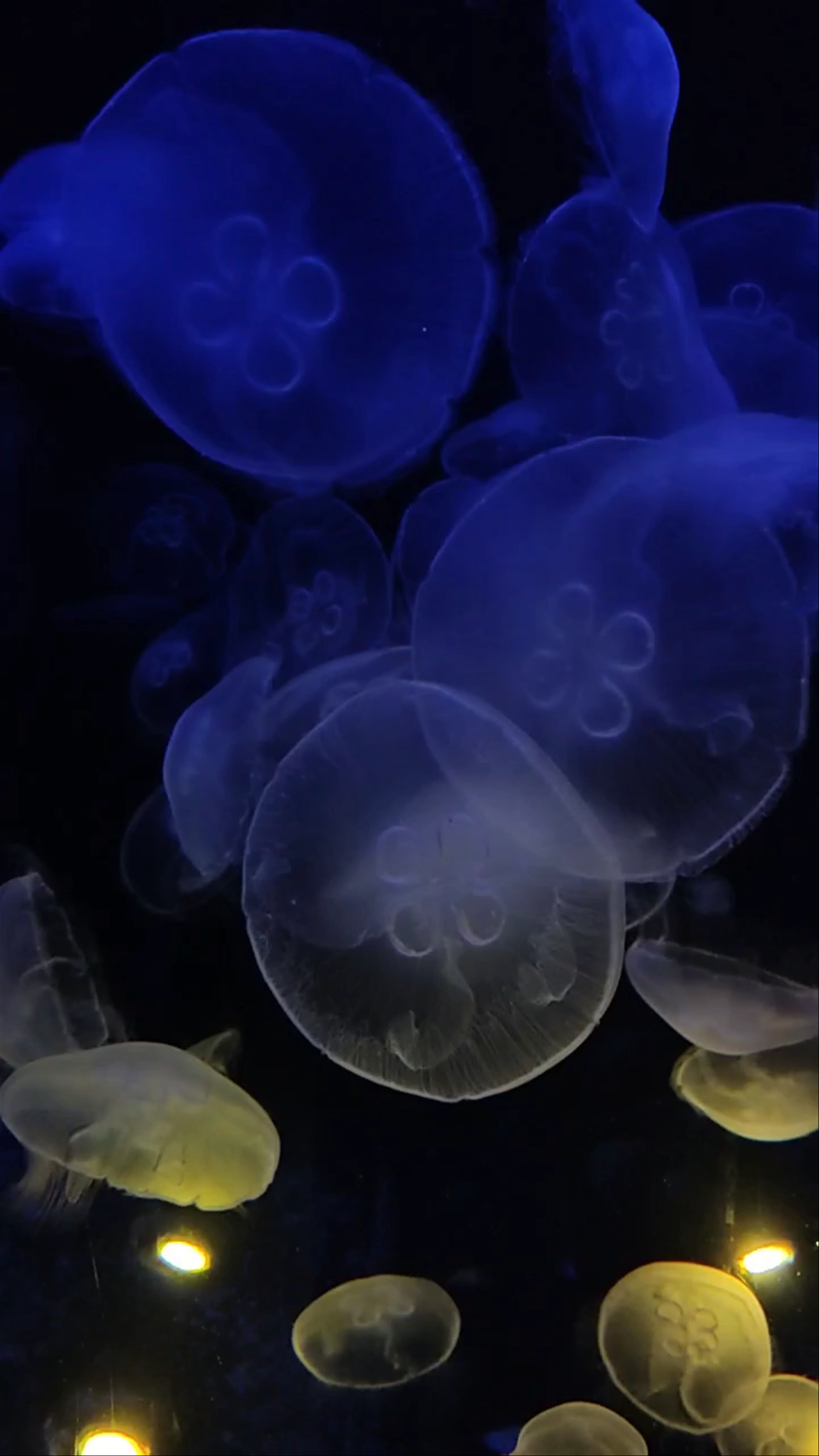 CRETAquarium Thalassokosmos
